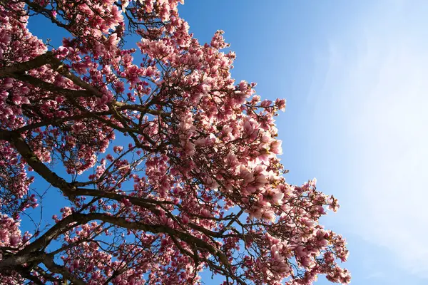 bahar ağacı, çiçek, çiçek ve doğa