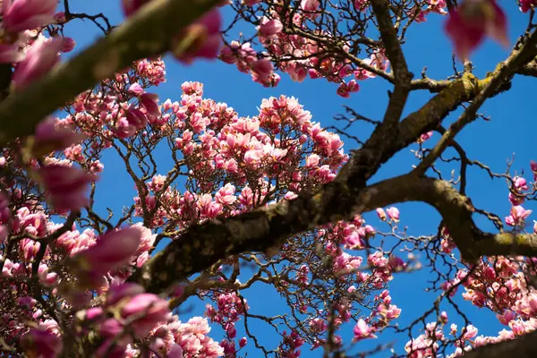 Ağaçta pembe manolya çiçekleri