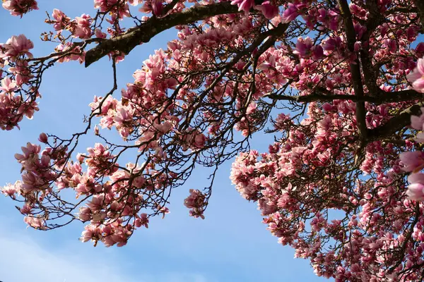 Ağaçtaki pembe çiçekler