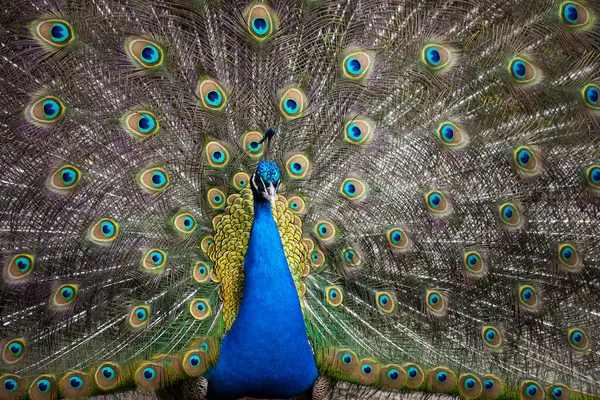 Hayvanat bahçesindeki tavus kuşu