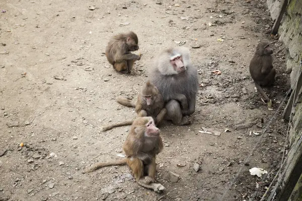 Hayvanat bahçesindeki maymun