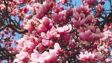 Baharda manolya çiçekleri