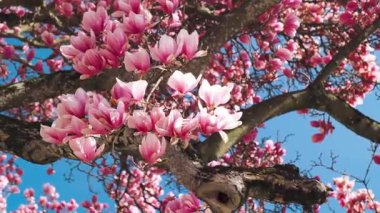 Parktaki güzel çiçekler.