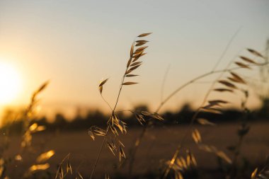 sabah güneşin altında çimen