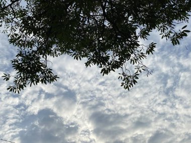 Yapraklı bir ağacın silueti tarafından kısmen gizlenmiş sakin bir gökyüzünün büyüleyici bir görüntüsü. İnce bulutlar canlı mavi gökyüzünde sürükleniyor, yemyeşil yaprakların üzerine ruhani gölgeler bırakıyor. Güneş ışığı yaprakların arasından süzülüyor.