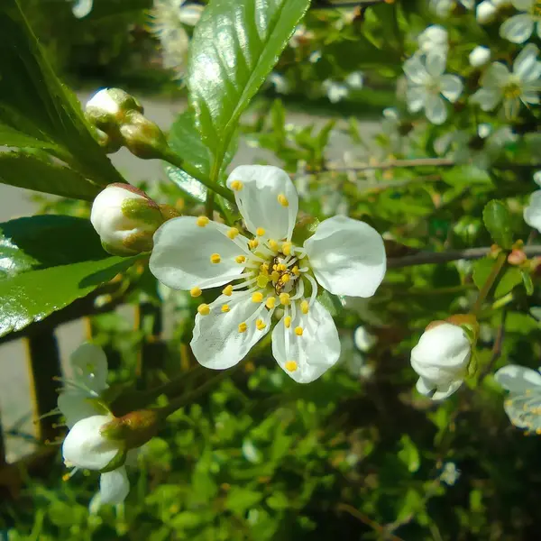 Yakın plan beyaz küçük çiçekler. Geçmişi. Çiçek. Çiçekler ve yeşil yapraklar gün ışığında.