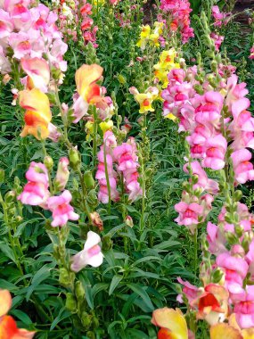 Antirrhinum majus. Plantaginaceae ailesi. Sarı ve pembe çiçekler. Çiçek arkaplan, doku. Metin için yer.