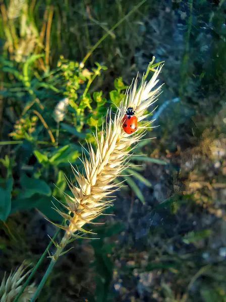 Uğur böceği yakın plan. Kulak fiyatında uğur böceği. Vahşi doğadaki böcekler. Arkaplan, böcekler, doku, metin için arka plan. Yukarıdan görüntüle.