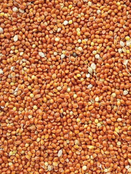 stock image Close-up of red millet grains. Background. Unpeeled millet. Texture. Grain crop. Realistic photo. Place for text.