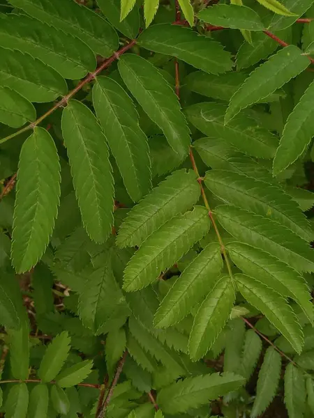 Yeşil dağ kül yaprakları yakın planda. Özür dilerim. Ashberry mi? Geçmişi. Metin ve doku için yer.