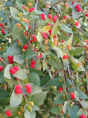 Lonicera xylosteum. Böğürtlenler çalıların üzerinde olgunlaştı. Kırmızı ve yeşil böğürtlenler çalıların üzerinde. Caprifoliaceae ailesi. Çilek arkaplanı, metin için bir yer.