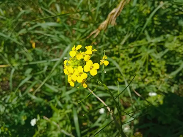 stock image Sisymbrium loeselii close-up. Yellow little flowers. The background is wildflowers. A place for the text.