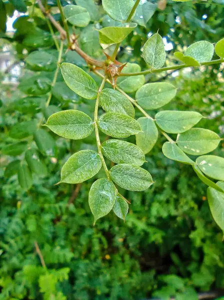 Caragana yağmur damlalarıyla dolu bir dalda ayrılıyor. Yapraklarda çiy var. Yaprak döken çalılar. Metin için arkaplan, yer.