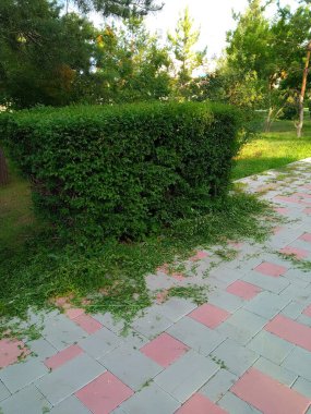 Kırpılmış kare bir çalı. Sadece budanmış bir çalı. Arka plan, mesaj için yer. Bahçıvan. Bir çit..