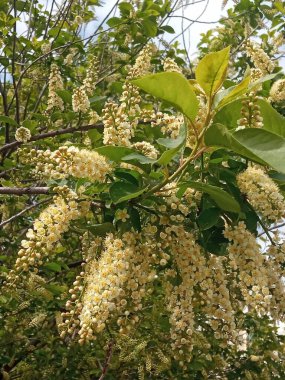 Geçmiş, mesaj için yer, kartpostallar için geçmiş, takvim. Güneşli bir bahar gününde yaprakları olan bir dalda kuş kirazı. Güneşin ışınları beyaz kiraz çiçeklerine düşer. Doğal çiçek arkaplanı.