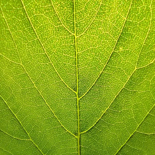 Mesaj atmak için bir yer, kartpostal için bir geçmiş. Yaprak. Bir ağaç yaprağı. Yaprak damarlar. Santralin sinirleri bozuldu. Yaprak kaplaması. Yaprağın gerginliği.