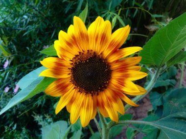 Tarlada tohumları olan ayçiçeği. Tohumların faydaları. Ayçiçeği tohumlarından ayçiçeği yağı. Arka plan, mesaj için yer. Bir kartpostal için arkaplan, takvim.