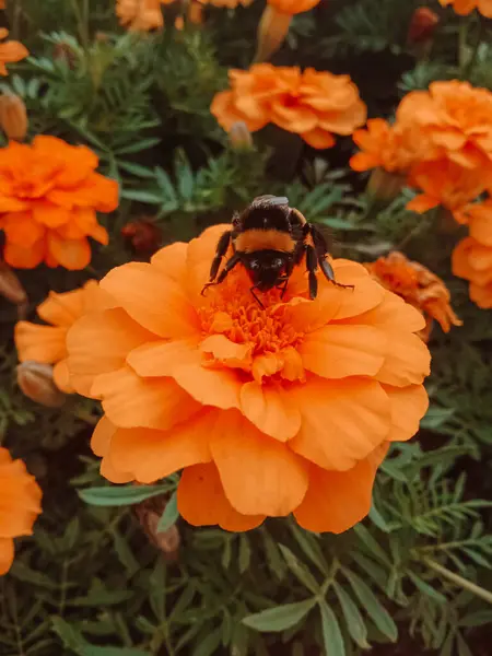 stock image Tagtes. Marigolds are orange-colored flowers. A bumblebee pollinates a marigold flower. Pollinating insects. Background, place for text. The production of honey.