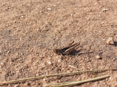 A grasshopper is sitting on dry ground. Drought. Pests of crops and crops. A bad harvest. The locusts ate the crops, crops, and plants. A place for the text. clipart