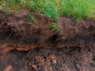 Bir uçurum, derin bir çukur. Bitkilerin kökleri yeraltında. Çimler kayalıklarda yetişir.