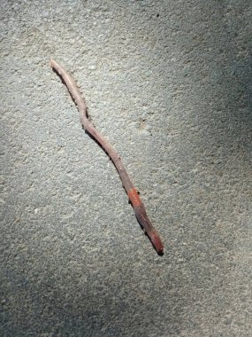 Solucan yağmurdan sonra asfaltta sürünür. Solucan istilası. Omurgasızlar. Hava bulutlu. Yağmur mevsimi.