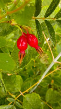 Rosehip 'te. Olgun böğürtlen. Bir çalılığın dalları. Metin için bir yer. Kartpostalın arka planı. Rosehip 'in yararları ve zararları. Bu kavram güllük gülistanlık..