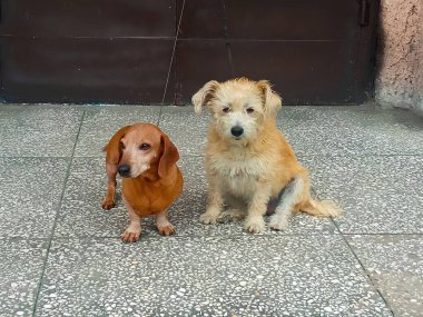 Köpeği dükkanın dışında bırakarak. Kızıl saçlı bir dachshund ve tüylü bir it. Safkan ve melez bir köpek. Karşılaştırma. Metin için bir yer.