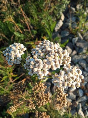 Güneşte kireç. Korkuluğun çiçek açması. Yakın çekim alanında Achillea Millefolium. Bitkilerin yararları ve zararları. Bitki çayı konsepti. Geçmişi. Metin için bir yer.
