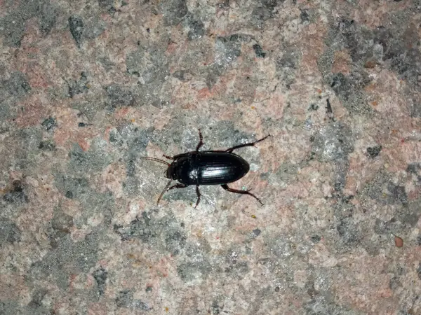 Zabrus. Ekmek böceği şehirde, yakın planda. Ekin ve tahıl haşereleri. Böcek böcekleri. Mesaj için yer, arka plan. Böcek fobisi.