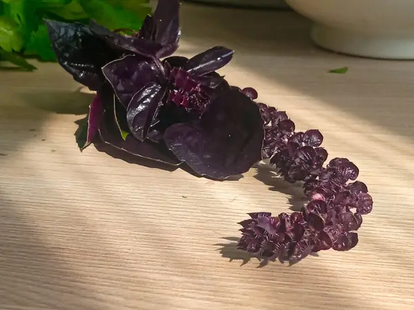 Violet Basil güneş ışığında masanın üzerinde yatıyor. Fesleğenin faydaları ve zararları. Fesleğen. Salata için yeşillik. Geçmişi. Yemek pişirme. 