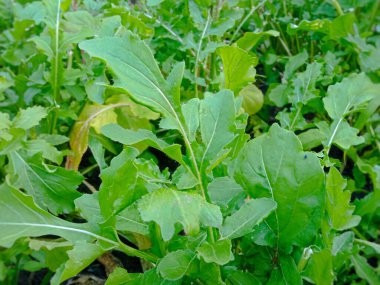 Arugula bir bahçe yatağında yetişir. Salata için yeşillik. Arugula 'nın faydaları ve zararları. Geçmişi. Yeşillik yetiştiriyor. Arugula gidiyor.. 