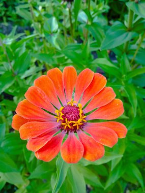 Zinnia turuncu renktedir. Asteraceae ailesi. Bahçede bir portakal çiçeği yetişiyor. Kartpostal geçmişi, takvim. Metin için bir yer. 