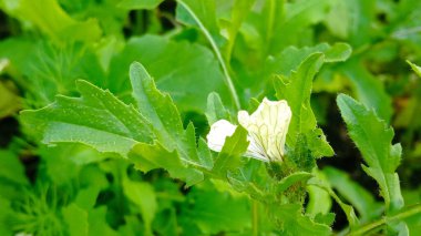 Arugula çiçekleri. Beyaz, küçük roka çiçekleri ve yaprakları. Salata için yeşillik yetiştiriyorum. Organik ürünler. Yakın plan roka çiçekleri..