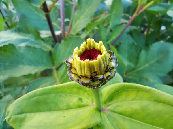 Açılmamış bir çinni çiçeği tomurcuğu. Zinnia tomurcuğu açılıyor. Olgunlaşmamış çiçek tomurcuğu. Arka plan, mesaj için yer. Çiçek büyümesinin aşaması. 