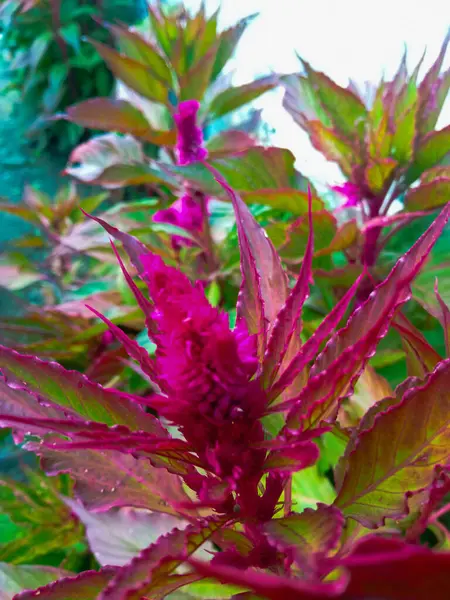 Celosia çiçeği pembe renktedir. Amaranth ailesinin bitkileri. Kartpostal geçmişi, takvim. Metin için bir yer. Çiçek kullanımı..