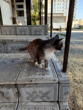 Kedi başka yere bakıyor. Gri kedi caddede ne olduğunu dikkatle izliyor. Şehirde başıboş bir kedi. Arkaplan.