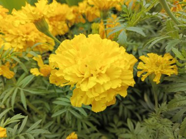 Yellow marigolds grow in the park. Marigold close-up. Background, place for text. Yellow flowers in the garden. background for calendar, postcards. clipart