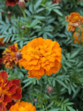 Parkta turuncu kadife çiçeği. Kadife çiçekleri turuncu çiçeklerdir. Kırmızı renkte. Arka plan, mesaj için yer. Kartpostalın arka planı.