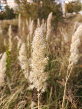 Calamagrostis epigeios. Ripe ears of Calamagrostis epigeios. Ripe cereals, ears of corn in the field. Background, place for text. Plants of the Poaceae family. clipart