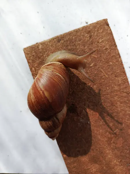 Beyaz arka planda hindistan cevizi substratı var. Salyangoz teraryumu doldurmak için substrat boyunca sürünür. Teraryumun dolgusu. Akhatin salyangozlarını evde tutmak. Hint turbası.