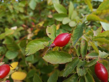 Gül kalçası çalıların üzerinde, yakın plan. Olgun gül kalçaları. Gül kalça yaprakları. Gül kalçası çayı konsepti. Gül kalça avantajları.