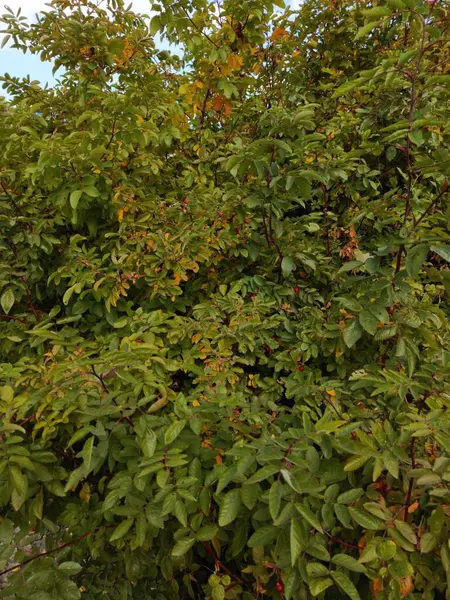 stock image Rosehip. Rosehip bush close-up. Rosehip leaves and berries. Background, space for text.