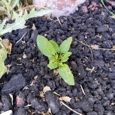 Bitki asfaltta yetişir. Doğal bir fenomen. Yolun karşısındaki isyancı tesisi. Ekoloji. Medeniyet ve doğa arasındaki mücadele kavramı. Arkaplan.