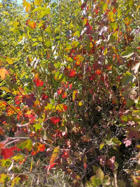 Sonbaharda çekilen turuncu jostaberry yaprakları. Ribes ve Nidigrolaria bitkilerinin karışımı. Jostaberry çalısı. Sonbahar çalısı. Frenk üzümü melezi, Bektaşi üzümü. Arkaplan.