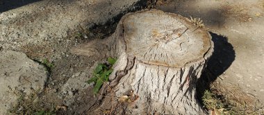 Ormanda köstek ol. Ağacı kes. Çimenler ormanda eski bir kütüğün yanında büyür. Ormanların tahrip edilmesi, ağaçlar. Ekoloji. Metin için arkaplan, boşluk.