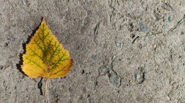 Sarı sonbahar yaprağı asfaltta yatıyor. Sonbahar arkaplanı, metin için boşluk. Sonbaharda sarı yapraklar. Yeşil damarlı sarı yaprak.