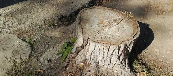 Ormanda köstek ol. Ağacı kes. Çimenler ormanda eski bir kütüğün yanında büyür. Ormanların tahrip edilmesi, ağaçlar. Ekoloji. Metin için arkaplan, boşluk.