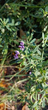 Medicago sativa mor sahada yakın çekim. Doğada küçük mor çiçekler. Geçmişi. Kartpostal geçmişi, takvim. Çiçek doğal arka plan.