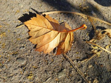 Asfaltta sarı kuru yaprak var. Bilgisayar ekranı için duvar kağıdı. Arka plan, mesaj için yer. Sonbahar arkaplanı. Sonbahar yaprakları. Bir kartpostal için arkaplan, takvim.