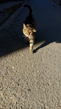 Bir kedi karanlıktan aydınlığa çıkar. Gri bir kedi pençesiyle güneş ışığına basıyor. Arka plan, mesaj için yer. Evcil hayvanlar. Kartpostal için arka plan.